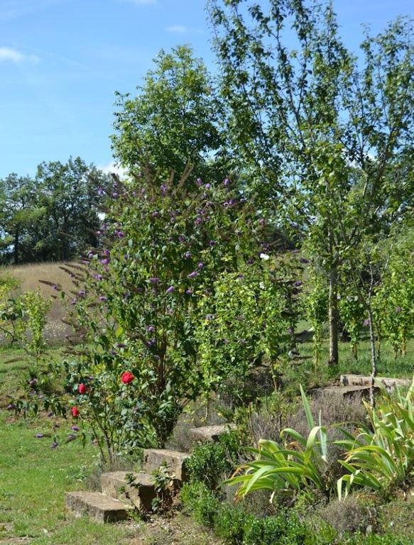 Le Mas De Carrie Bed and Breakfast Parisot  Exteriör bild
